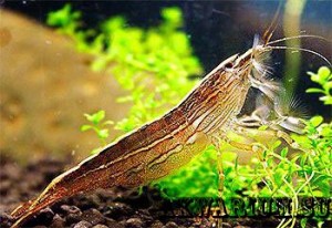 Креветка фильтратор (atyopsis_moluccensis,Bamboo Shrimp) 1