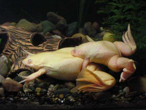 Шпорцевая лягушка (Pipidae) 1