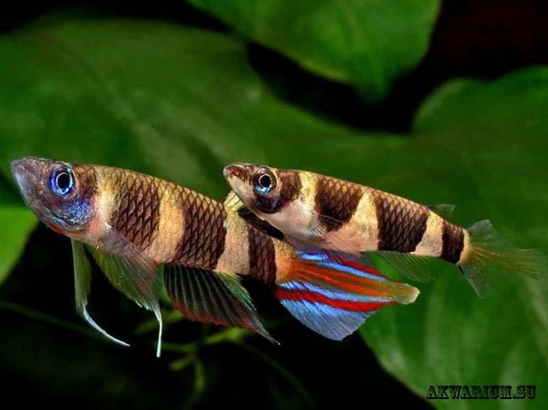 Эпиплятисы (эпиплатисы) - красочные рыбки для аквариума