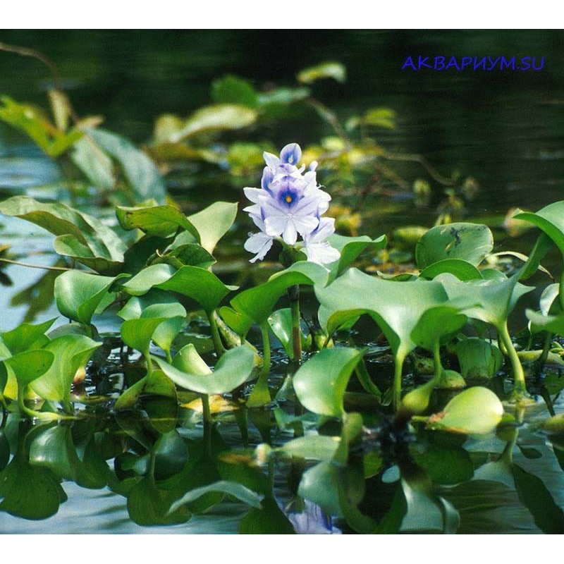 Как сохранить растение Эйхорния водный гиацинт зимой?