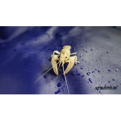 белый флоридский рак (Procambarus clarkii) 