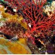 Кудрепер коралловый