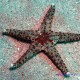 Морская звезда каминги