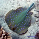 Хвостокол синепятнистый рифовый