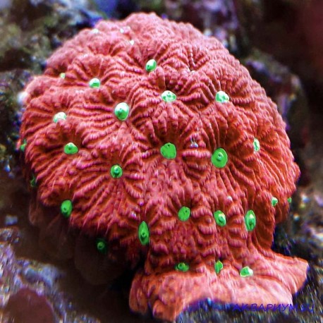 Коралл фавитес красный