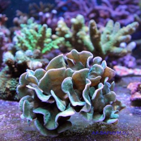 Коралл-кактус