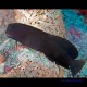 Морская собачка бурая