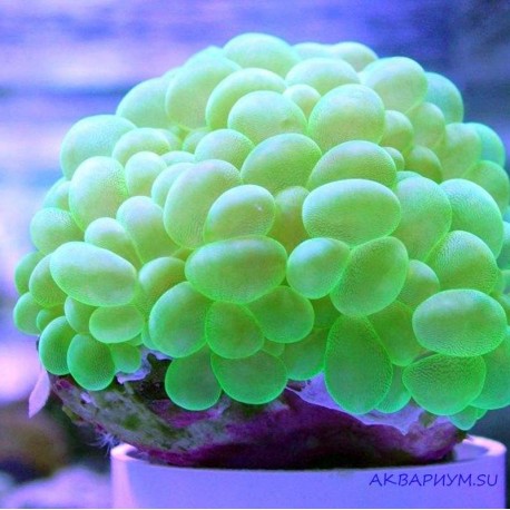 Плерогира пузырчатая зелёная