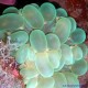 Плерогира пузырчатая зелёная