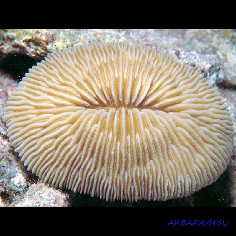 Одиночные округлые. Фунгия (коралл грибовидный). Fungia коралл. Фунгия зеленая (коралл грибовидный). Фунгия (коралл грибовидный) окаменеллый.