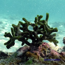 Морская водоросль Codium geppiorum