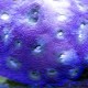 Эхинофилия тернистая фиолетовая