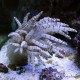 Сферелла - Коралл Новогодняя Ёлка