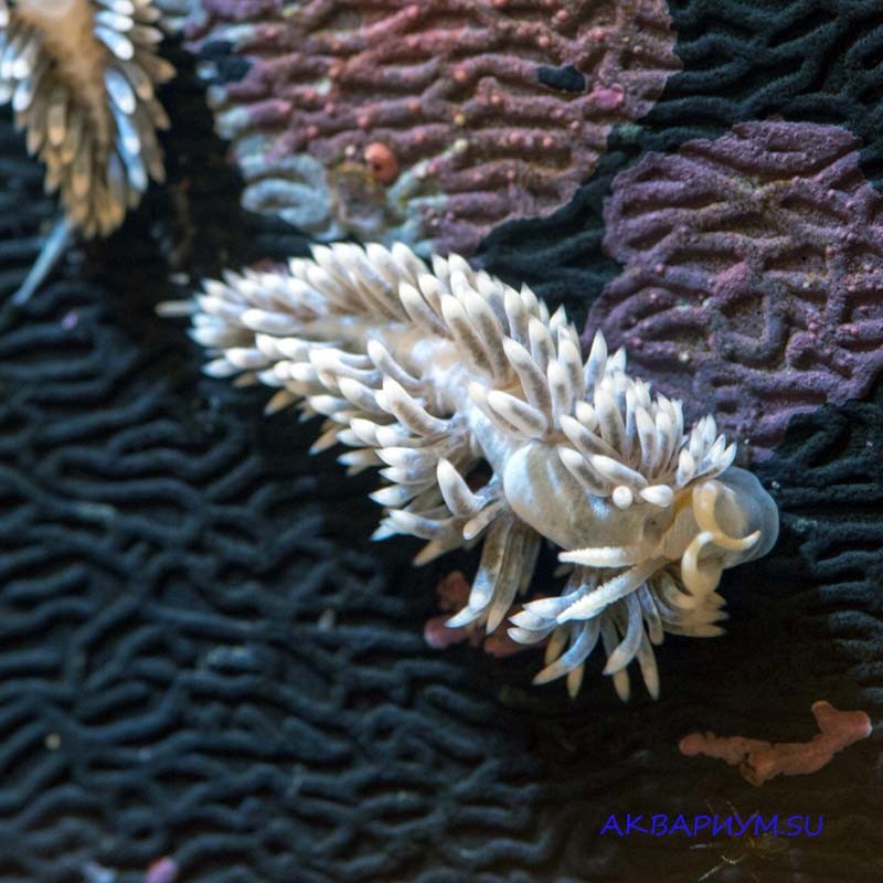 моллюски в морском аквариуме