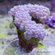 Коралл жемчужный