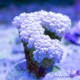 Коралл жемчужный
