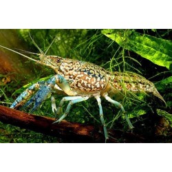 мраморный рак (Grey Speckled crayfish) 