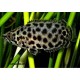 Ктенопома леопардовая