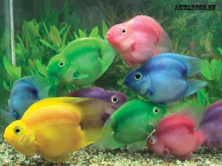 Рыба-попугай (Red Parrot Cichlid) | Справочник аквариумиста
