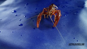 Красный флоридский болотный рак (Procambarus clarkii)