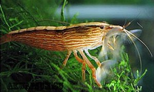 Креветка фильтратор (atyopsis_moluccensis,Bamboo Shrimp)1