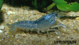 Мраморный рак  (Marble crayfish , Procambarus sp)1