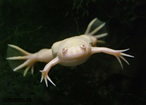 Шпорцевая лягушка (Pipidae)